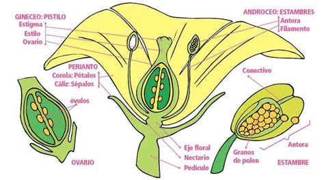 Rganos Vegetales Flor Estructura Y Funciones Teleflor