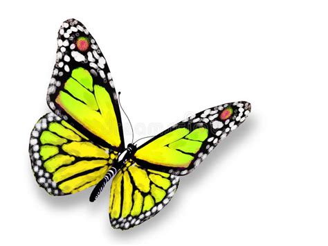 Зеленая бабочка иллюстрация штока. иллюстрации насчитывающей собрание ...