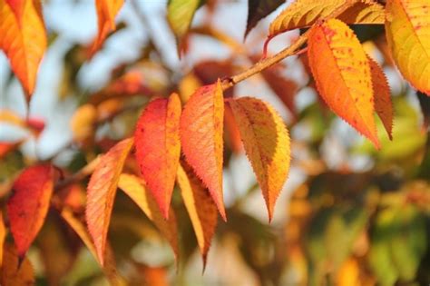 Winterkers Prunus X Subhirtella Autumnalis Rosea Kopen