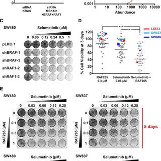 KRAS Mutant CRC Cell Lines Are Sensitive to Cosuppression of MEK1/MEK2 ...