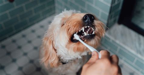 Everything You Need to Know About Dental Care for Dogs