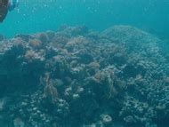 Sarita Choudhury Nude Pics Videos Sex Tape