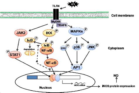 Inducible Nitric Oxide Synthetase Inos Signaling Pathway Activated By