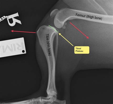 Cranial Cruciate Ligament Injury - Advanced Veterinary Services