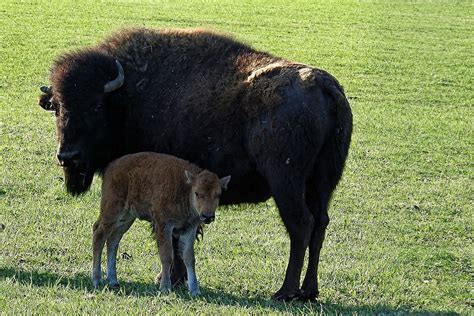 Bison Kalb Büffel Kostenloses Foto Auf Pixabay