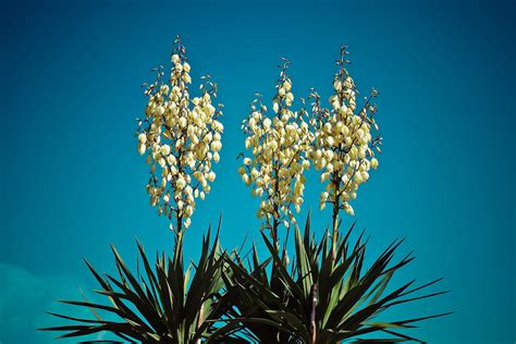 yucca plant flower 9
