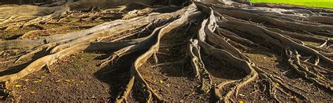 lovell peach rootstock global roots