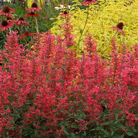 Agastache Kudos™ Series Terra Nova® Nurseries Inc