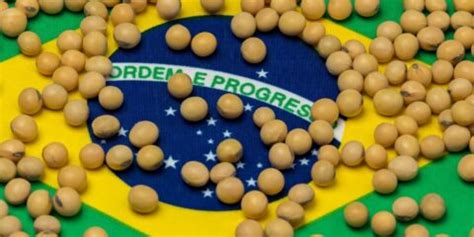 Estado Maior Produtor De Soja Do Brasil