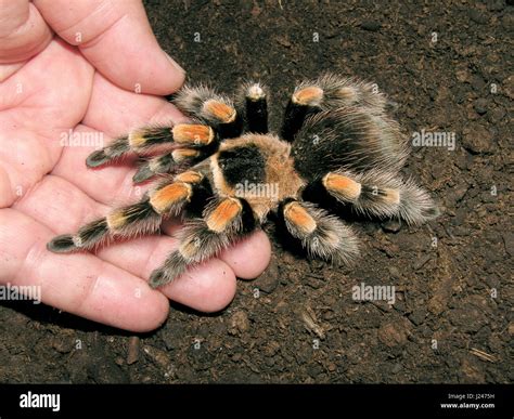 mexican red knee tarantula stock photo alamy