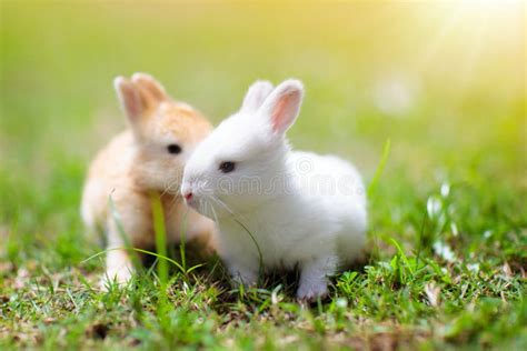 Baby Rabbit Eating Grass Outdoor on Sunny Summer Day. Easter Bunny in ...