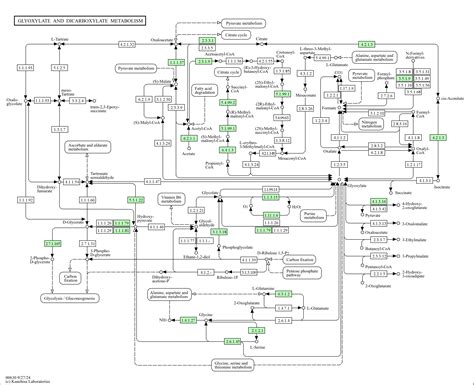 KEGG PATHWAY Glyoxylate And Dicarboxylate Metabolism Homo Sapiens