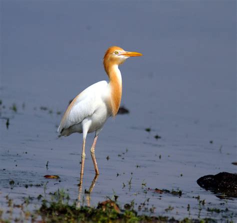 Over Birds Flock To Pong Dam Lake The Tribune India