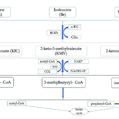 Branched Chain Amino Acid Metabolism Download Scientific Diagram