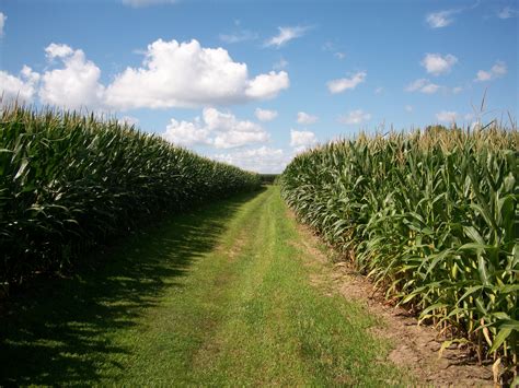 Fireflies in the Corn Fields of Illinois