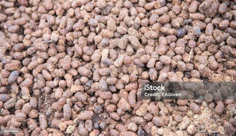 Porcupine Poo Stock Photo - Download Image Now - Animal Dung, Granule ...