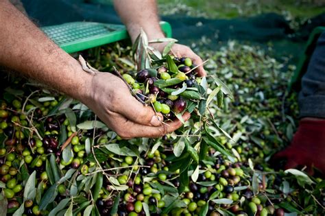 Olive Oil Vs Pomace Olive Oil