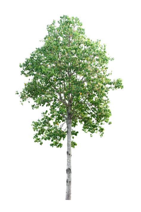 Trees Isolated On White Background Maple Walnut Tree Woods PNG