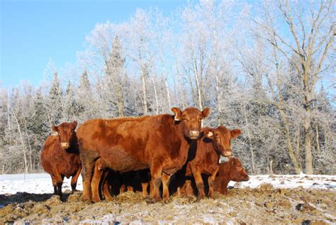 Feeding Cows in Winter With Supplemental Hay - Pet Food Guide