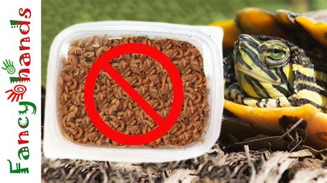 Почему НЕЛЬЗЯ давать ГАММАРУС черепахе. ВРЕД или ПОЛЬЗА - YouTube