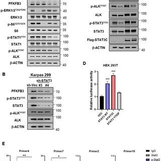 Alk Promotes Transcriptional Expression Of Pfkfb A Alk Does Not