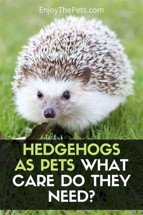 A Hedgehog With A Stick In Its Mouth And The Words How To Care For A