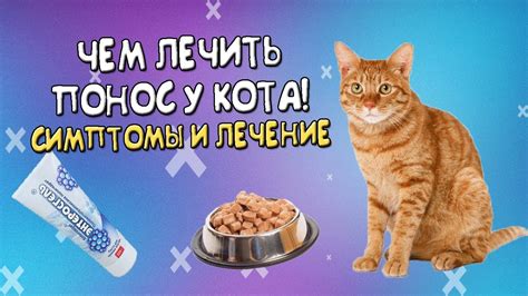 Что делать если понос у кота? Чем лечить! - YouTube
