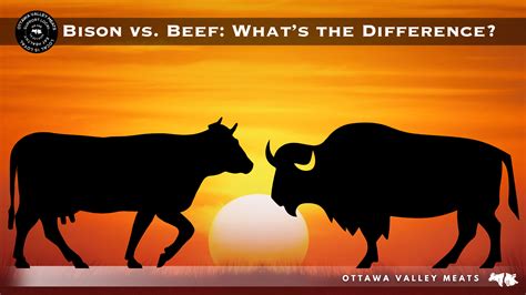 Bison Vs Beef Whats The Difference