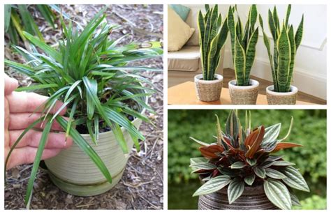 70 PLANTAS PARA JARDIM Lista de Espécies Perfeitas