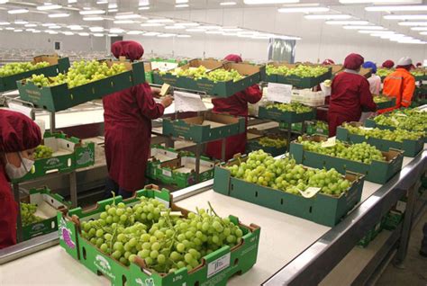 Per Se Convierte En El Primer Exportador Mundial De Uvas Trujillo Per