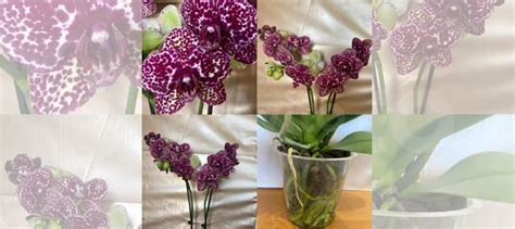 Орхидея Дикий кот купить в Астрахани | Товары для дома и дачи | Авито