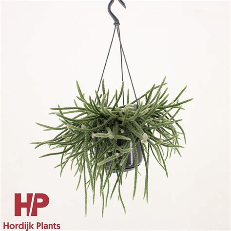 Rhipsalis baccifera horrida — Plant Wholesale FlorAccess