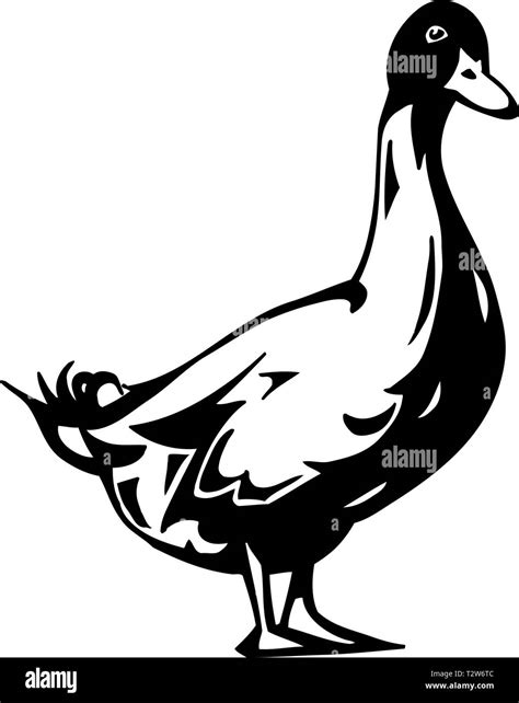 Illustration Birds Duck Black And White Stock Photos And Images Alamy