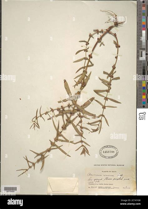 Ammannia Coccinea Rottb Ammannia Coccinea Rottb Stock Photo Alamy