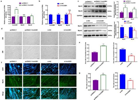 Cells Free Full Text Bta MiR 206 And A Novel LncRNA LncA2B1 Promote