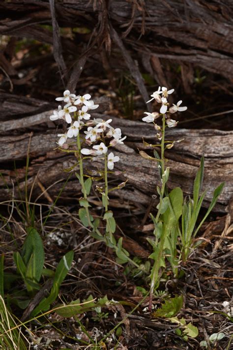 Noccaea Fendleri Brassicaceae Image 124119 At PhytoImages Siu Edu