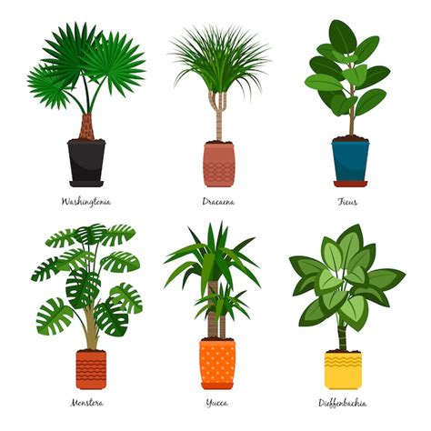 Plantas Decorativas En Macetas Vector Premium