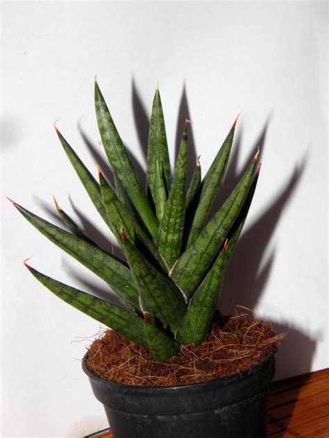Sansevieria Francisii