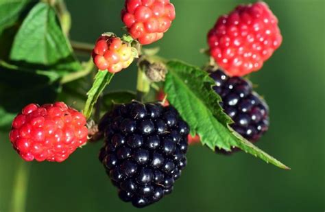 Fun And Fascinating Facts About Blackberries Tons Of Facts