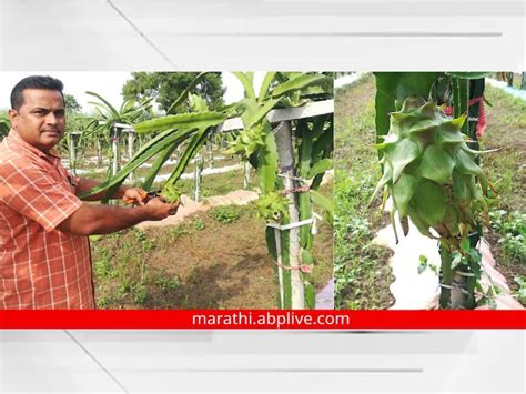 Farmer Success Stories Nanded Teacher Dragon Fruit Farming Maharashtra Marathi News Nanded