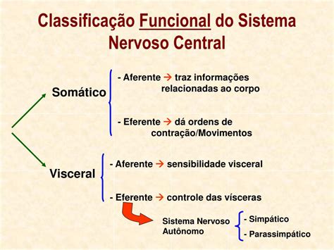 Classificacao Do Sistema Nervoso - PPT - SISTEMA NERVOSO PowerPoint Presentation, free download - ID:6260790