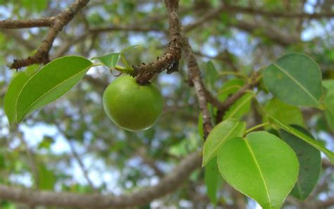 Why Manchineel Might Be Earth's Most Dangerous Tree