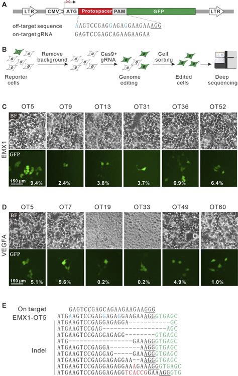 A Highly Sensitive GFP Activation Assay For Detection Of DNA Cleavage