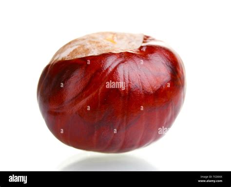 brown chestnut isolated  white stock photo alamy