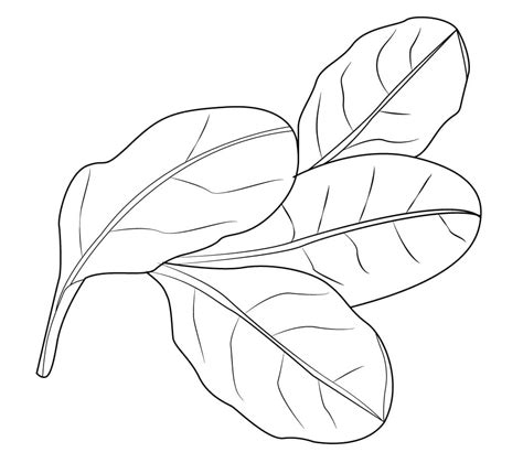 Printable Spinach Coloring Page Download Print Or Color Online For Free