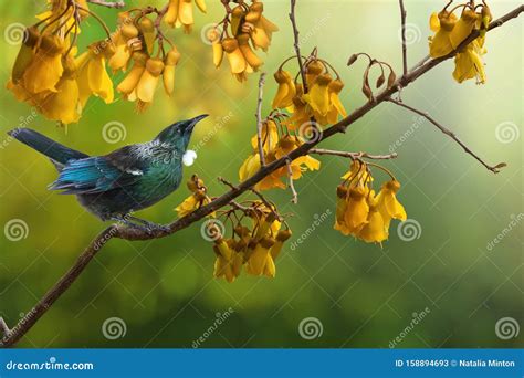 Tui Bird Kowhai Tree Flowers New Zealand Native Royalty Free Stock
