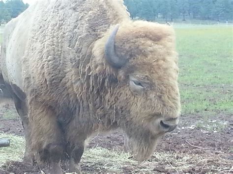 Majestic White Bison Bison4lyf