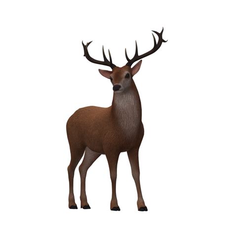 Reindeer isolated on a Transparent Background 23556625 PNG