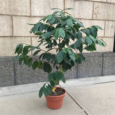 coffee tree plant for sale