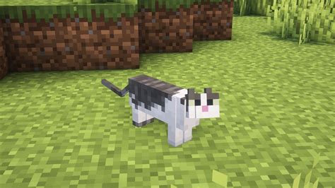 Minecraft cat taming guide: All you need to know